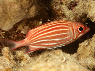 Sarcocentron Diadema